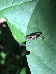 Megapenthes limbalis