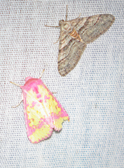 Psectrotarsia suavis