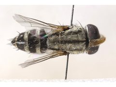 Protomiltogramma