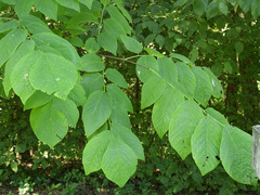 Cladrastis kentukea