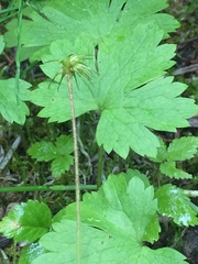 Anemonastrum richardsonii