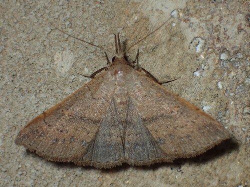 Sober Renia Moth photo 4
