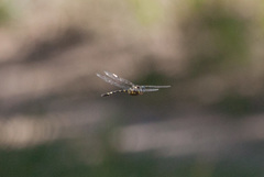 Macromia