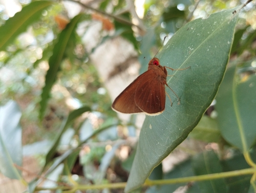 Common Redeye