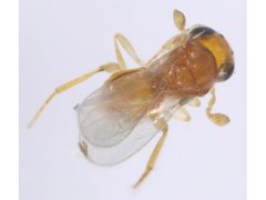 Platygastridae