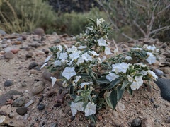 Euploca convolvulacea