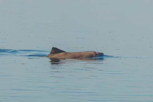 Australian Humpback Dolphin