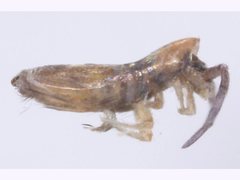 Entognatha