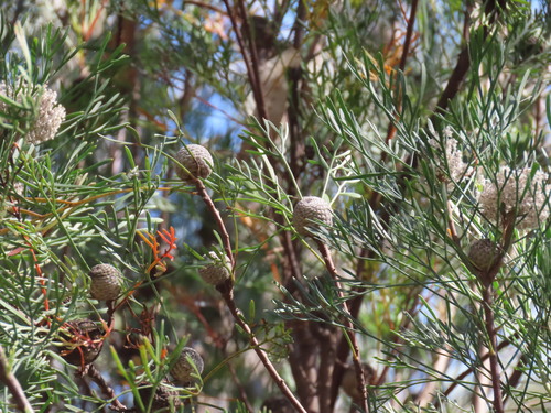 Nepean Conebush (Isopogon dawsonii)