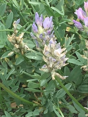 Astragalus laxmannii robustior