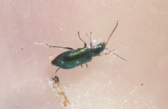Scelolyperus