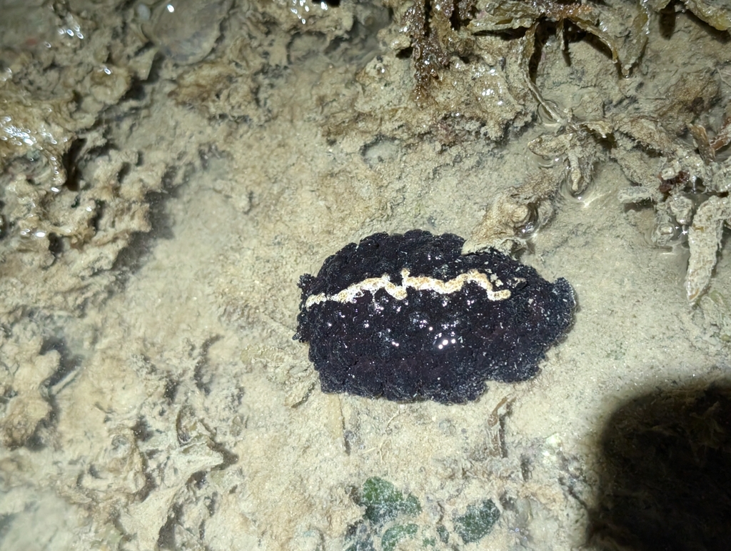 Ridged Granulated Dorid