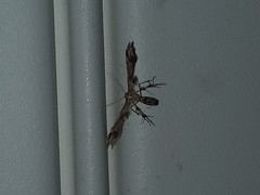 Geina periscelidactylus