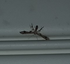 Geina periscelidactylus