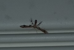 Geina periscelidactylus
