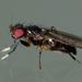 Pseudopomyza - Photo (c) Steve Kerr,  זכויות יוצרים חלקיות (CC BY), הועלה על ידי Steve Kerr