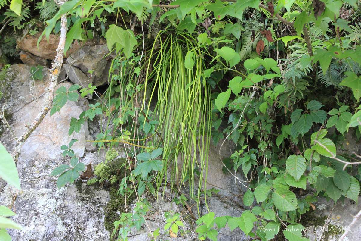 Campyloneurum angustifolium