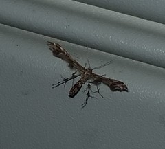 Geina periscelidactylus