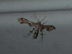 Geina periscelidactylus