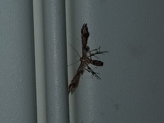 Geina periscelidactylus