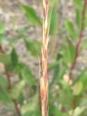 Pseudoroegneria spicata