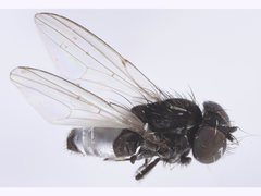 Milichiella