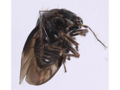 Schizopteridae