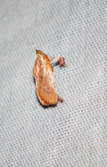Galasa nigripunctalis