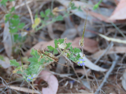 Image of Erodium crinitum by (c) ian_mcallan, some rights reserved (CC BY)