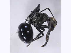 Polyrhachis turneri