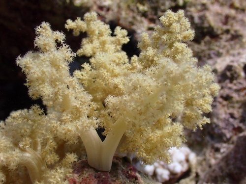 Litophyton observed 2024-11-06
