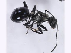 Polyrhachis turneri