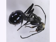 Polyrhachis turneri