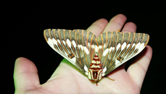 Citheronia splendens