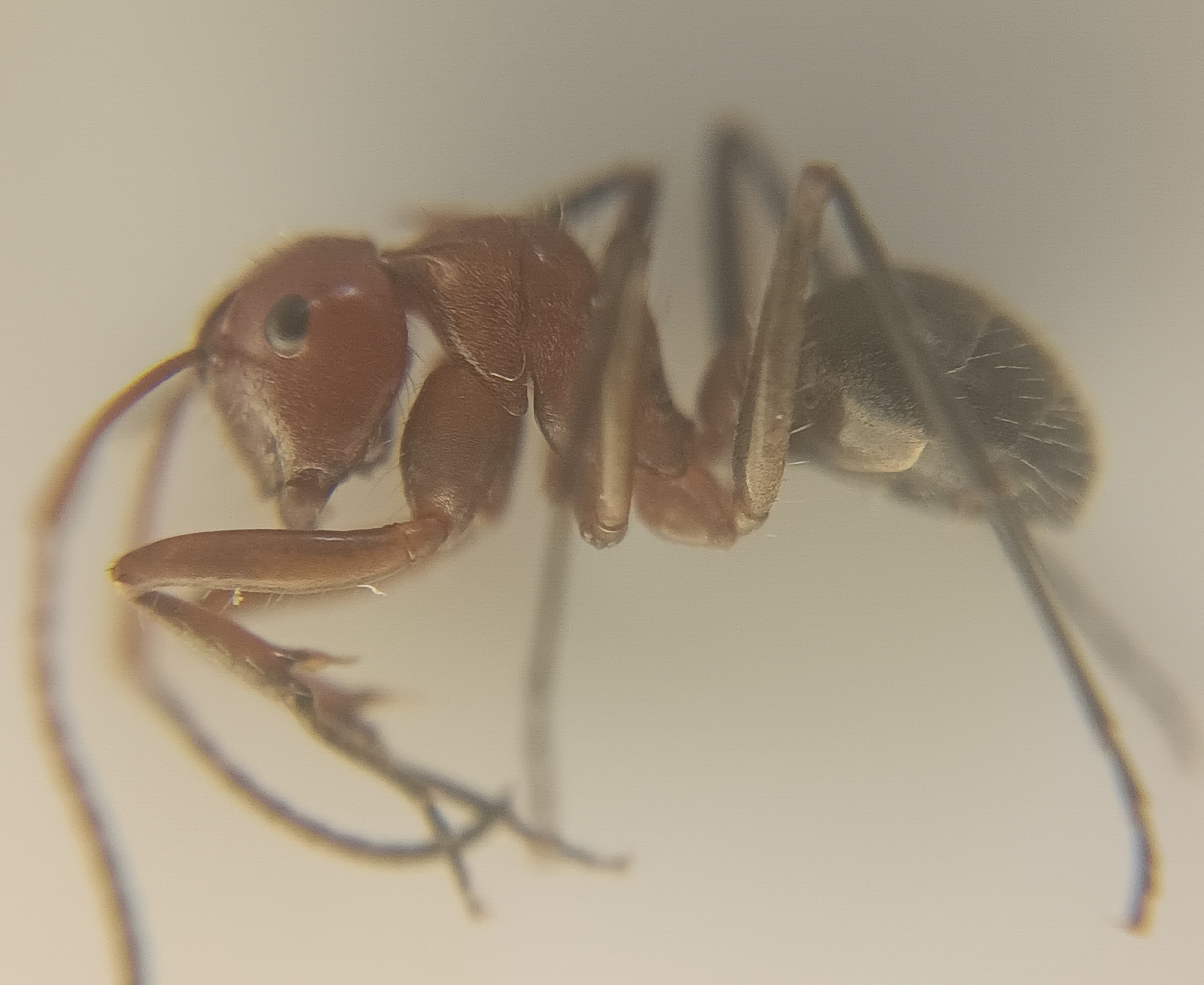 Camponotus castanicola