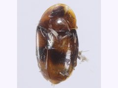 Corylophidae