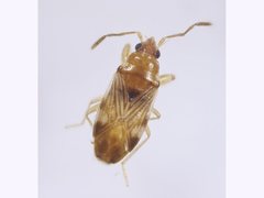 Suffenus fusconervosus