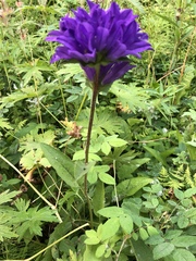 Campanula glomerata