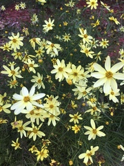 Coreopsis verticillata