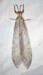 Vella