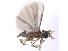 Strepsiptera