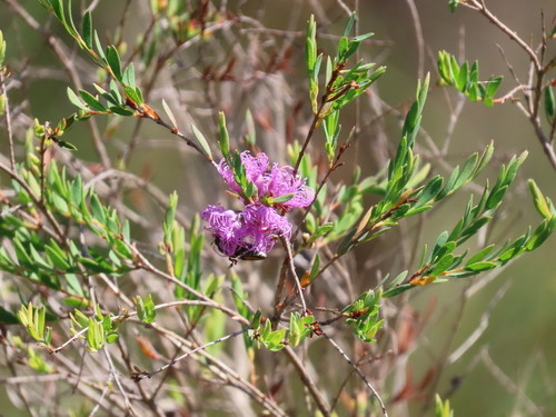 Image of Melaleuca thymifolia by (c) ian_mcallan, some rights reserved (CC BY)