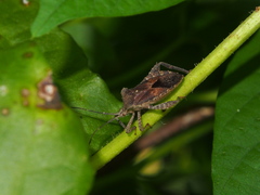Acanthocoris scaber