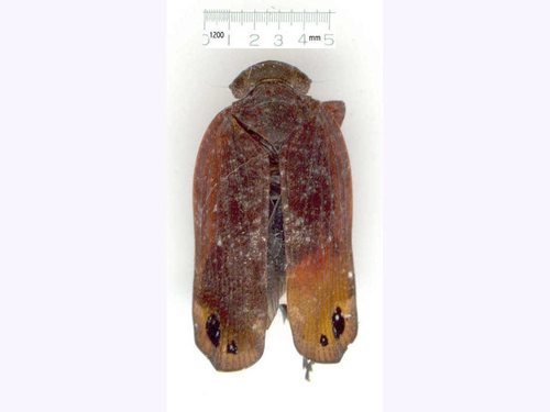 Platybrachys vidua in life