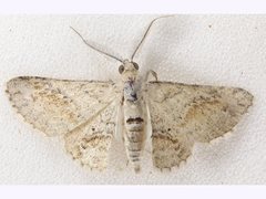 Scioglyptis lithenopa