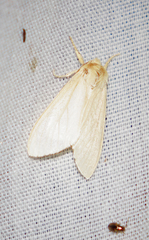 Leucanopsis perdentata