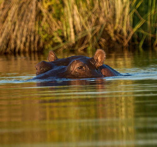 Hippo