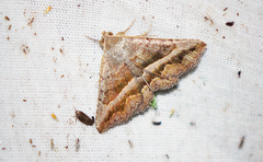 Lesmone griseipennis