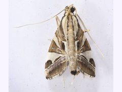 Agrioglypta itysalis