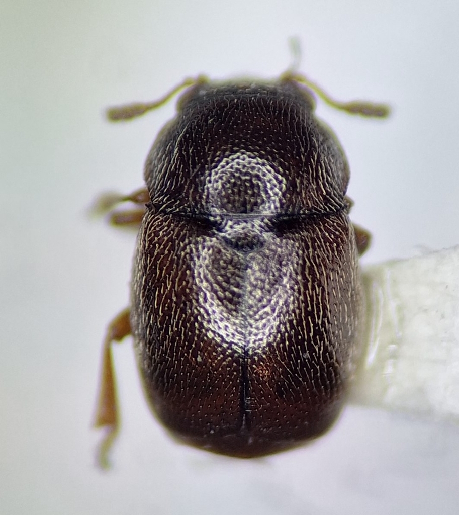 Brachypterus troglodytes